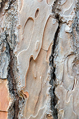 Image showing Pine trunks texture