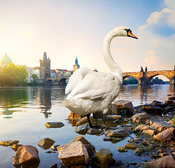 Image showing Swan on river Vltava