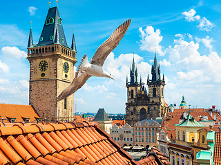 Image showing Gulls over Prague