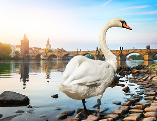 Image showing White swan in Prague