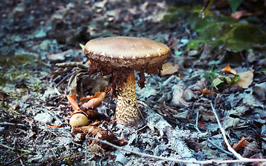 Image showing Old Brown Mushroom Close-up Grows In The Forest 