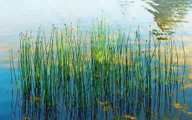 Image showing Reflection Of Aquatic Plants And Sunlight In The Water Of The La