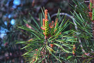 Image showing Pine Male Cones Among Green Needles Close-up During Flowering At