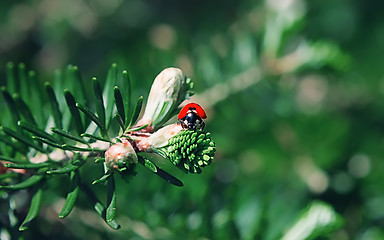 Image showing Ladybug On The Branch Of The Korean Fir Close-up