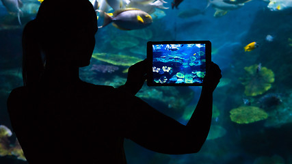 Image showing Photographing  the underwater world