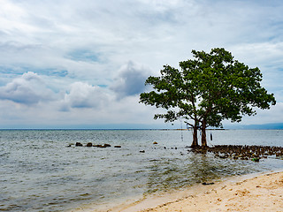 Image showing Tree and clouds in the Philippines