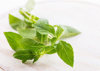 Image showing Thai basil leaves