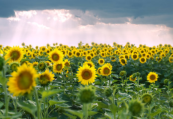 Image showing field of sunflowers and stormy clouds