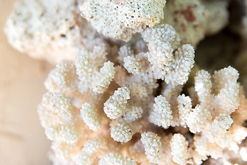 Image showing close up of hard stony coral