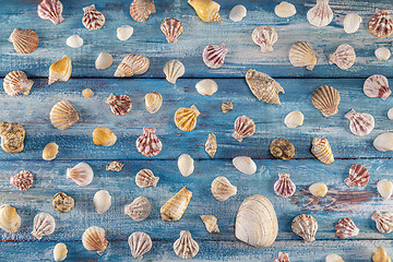 Image showing Summer time concept with sea shells on a blue wooden background 