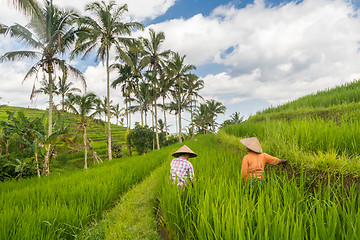 Image showing Female farmers working in Jatiluwih rice terrace plantations on Bali, Indonesia, south east Asia.