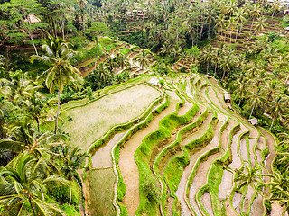 Image showing Drone view of Tegalalang rice terrace in Bali, Indonesia, with palm trees and paths for touristr to walk around plantations