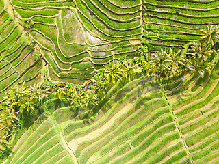 Image showing Drone view of Jatiluwih rice terraces and plantation in Bali, Indonesia, with palm trees and paths.