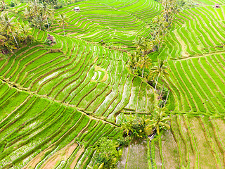 Image showing Drone view of Jatiluwih rice terraces and plantation in Bali, Indonesia, with palm trees and paths.