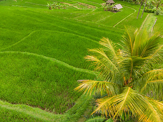 Image showing Drone view of Jatiluwih rice terraces and plantation in Bali, Indonesia, with palm trees and paths.