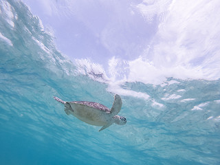 Image showing Sea turtle swimming freely in the blue ocean.