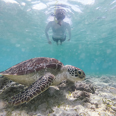 Image showing Woman on vacations wearing snokeling mask swimming with sea turtle in turquoise blue water of Gili islands, Indonesia. Underwater photo.