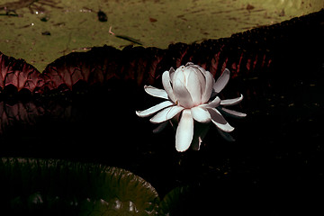 Image showing A lily in a pond