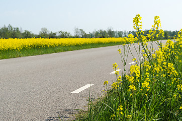 Image showing Blossom rape seed plants and a rape seed field by a country road