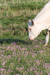 Image showing Grazing white cow among pink flowers