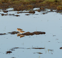 Image showing Two wader birds resting in natural habitat in a wetland