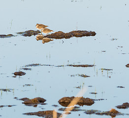 Image showing Two wader birds in a wetland