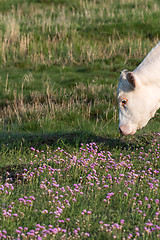 Image showing Pink Thrift flowers and a grazing white cow