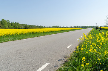 Image showing Country road with blossom rape seed fields by road side