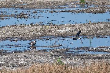 Image showing Peregrine Falcon standing in a wetland and being attacked by a l