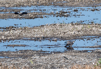 Image showing Peregrine Falcon standing in a wetland and just been attacked by