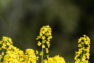 Image showing Blossom rapeseed flower by a natural green and blurred backgroun