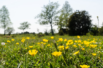 Image showing Blossom yellow Buttercups closeup in a green landscape