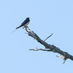 Image showing Barn Swallow sitting on a branch by a blue sky