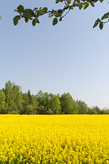Image showing Blossom rape seed field by a cloudless blue sky