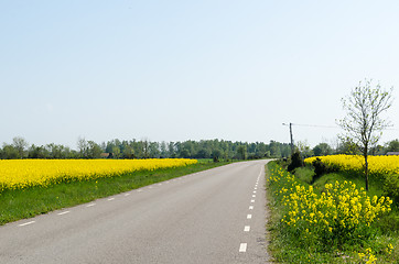 Image showing Country road through blossom canola fields