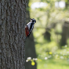 Image showing Great Spotted Woodpecker in natural habitat