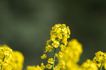 Image showing Blossom canola flower by a green background