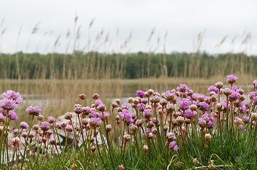 Image showing Blossom pink Thrift flowers closeup