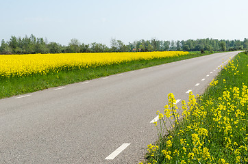 Image showing Country road surrounded by blossom rape seed