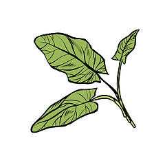Image showing sorrel, garden of culinary plants, spices. isolate on white background