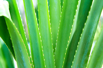 Image showing exotic green plant