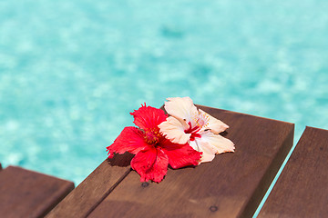 Image showing beautiful purple hibiscus flower on wooden pier