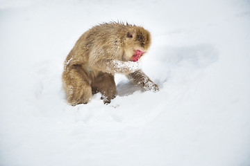 Image showing japanese macaque or monkey searching food in snow