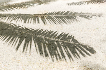 Image showing palm tree shadow on sand of tropical beach