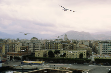 Image showing Flying seagulls and Palermo view, Italy