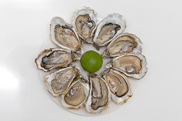 Image showing Ten Oysters