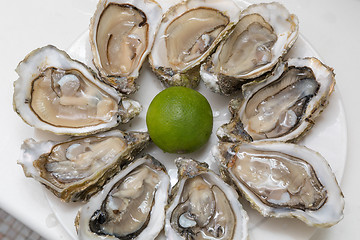 Image showing Nine Oysters