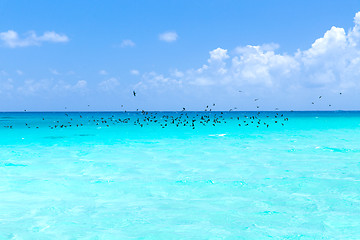 Image showing birds flying over ocean in french polynesia