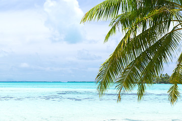 Image showing tropical beach with palm tree in french polynesia