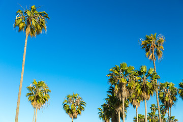 Image showing palm trees over sky at venice beach, california